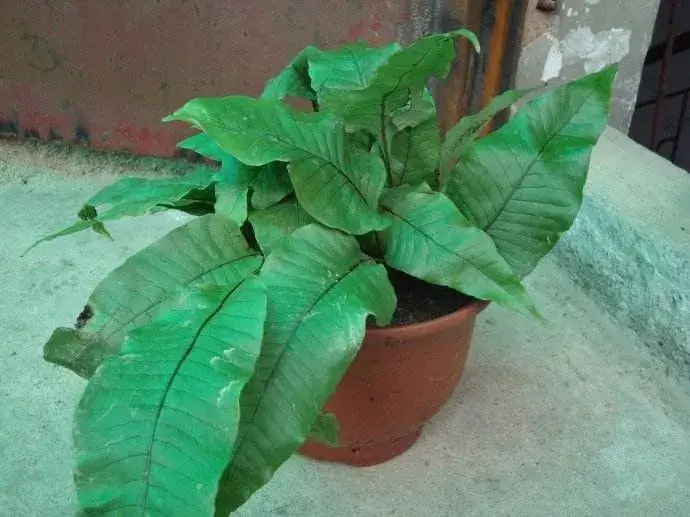 蕨类植物推荐盾蕨