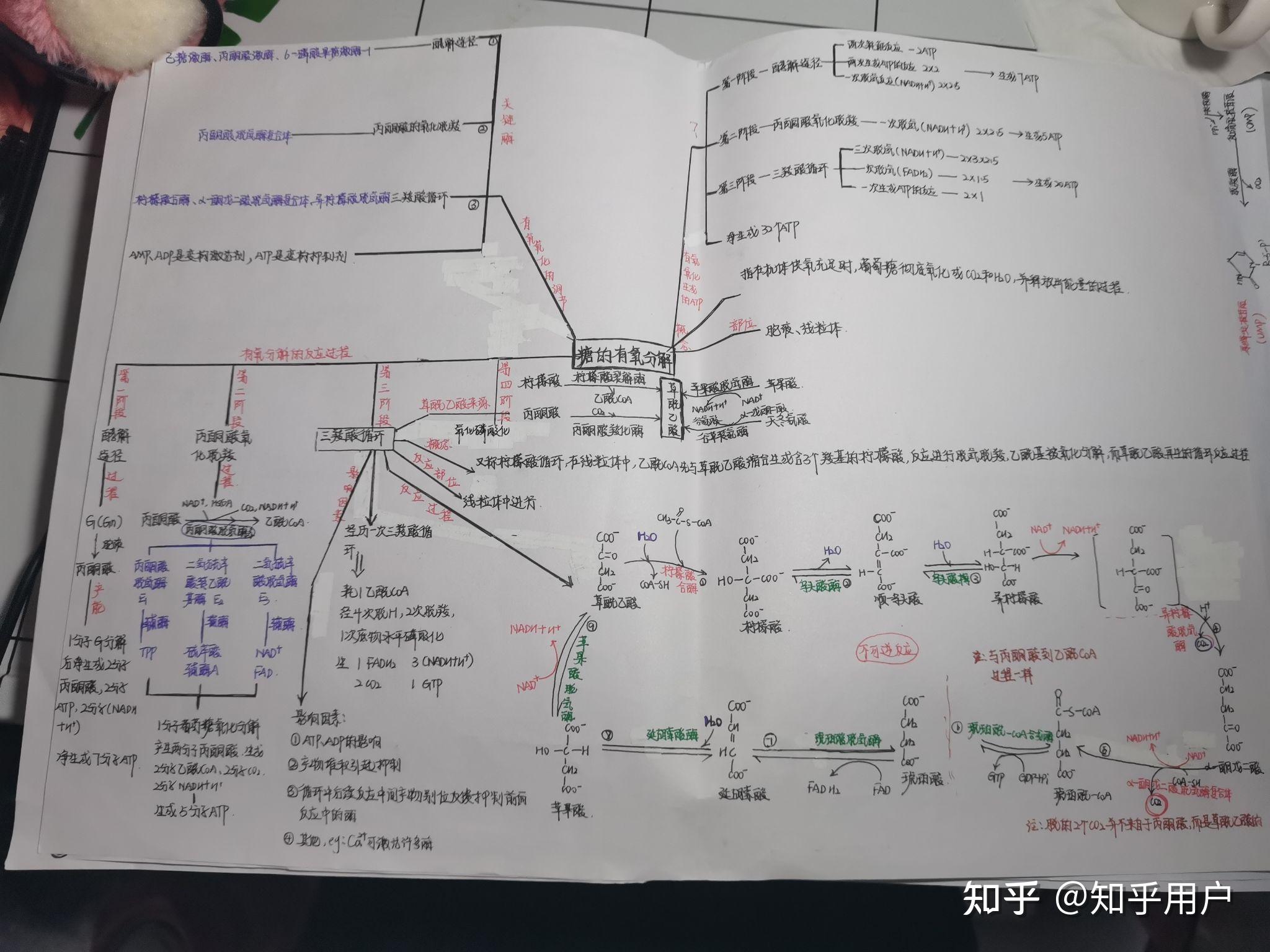 糖类的思维导图图片