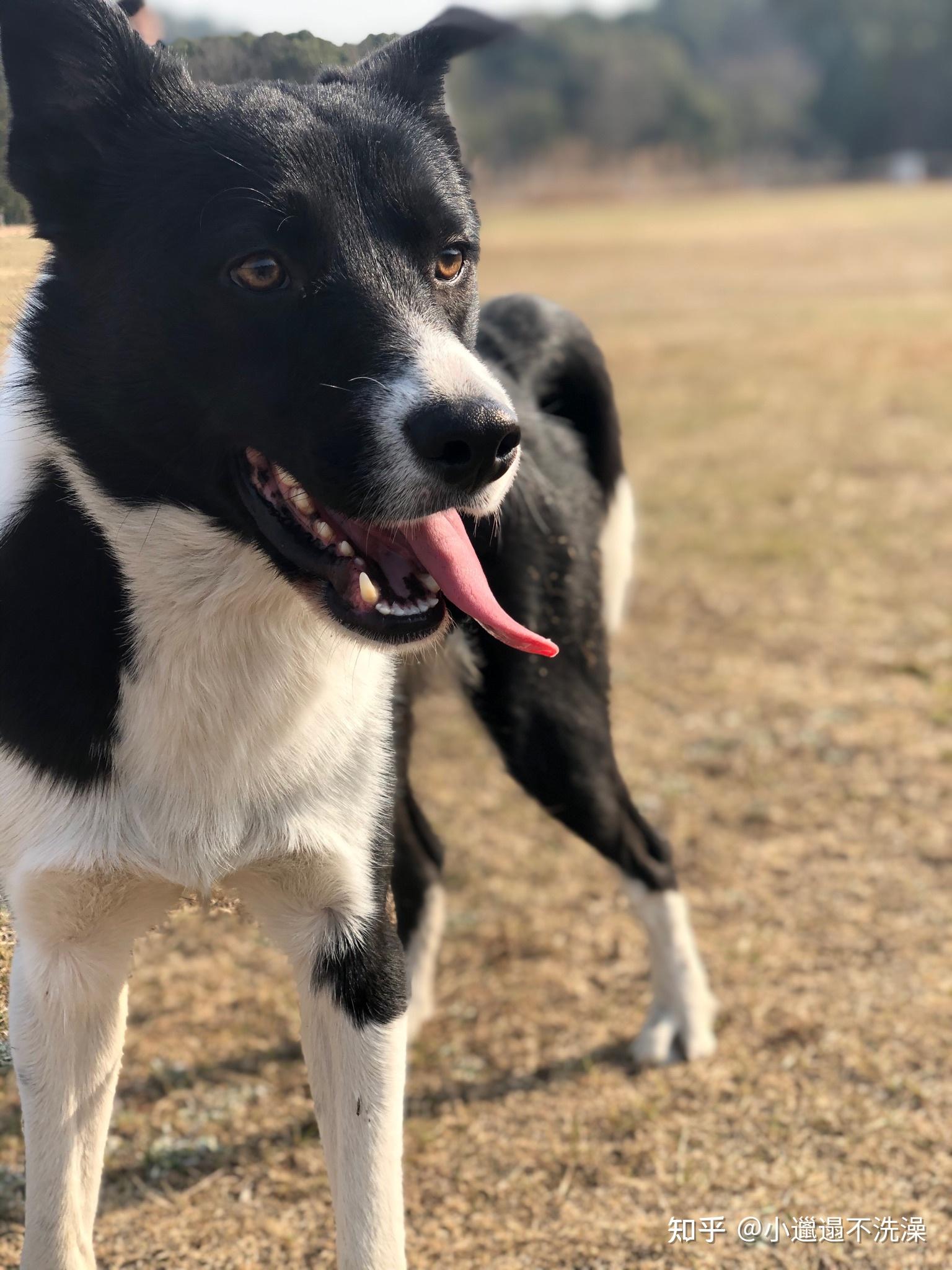 国内为何不大量引进短毛边境牧羊犬