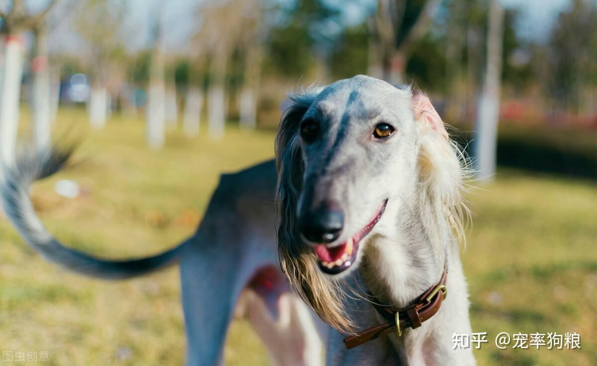 为何很少看到有人养细犬,这些原因太现实了!