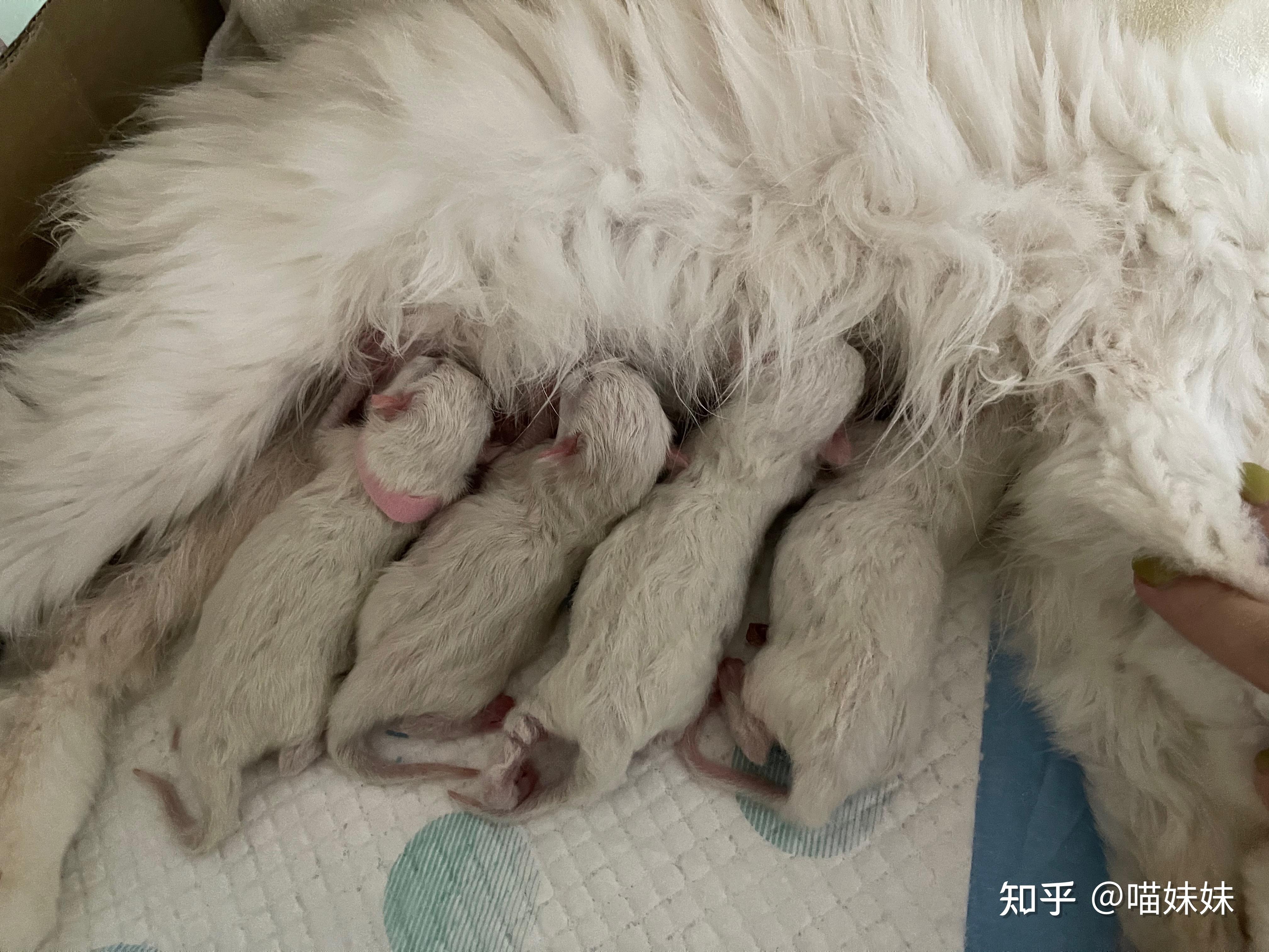 刚出生的小猫照片图片