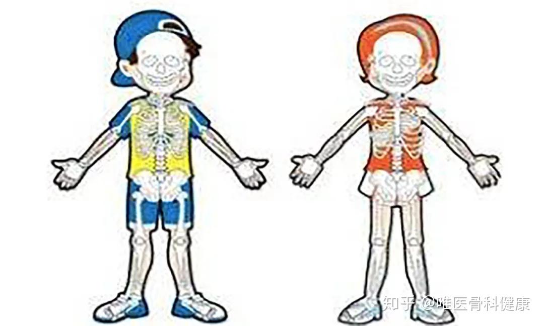 儿童骨骼相对柔软,有机质含量多,无机质含量少,弹性大,可塑性强,且