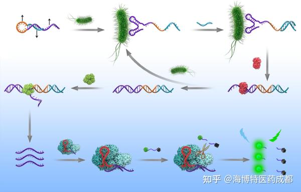 海博特cro带你了解crispr在食源性致病菌检测中的应用 知乎