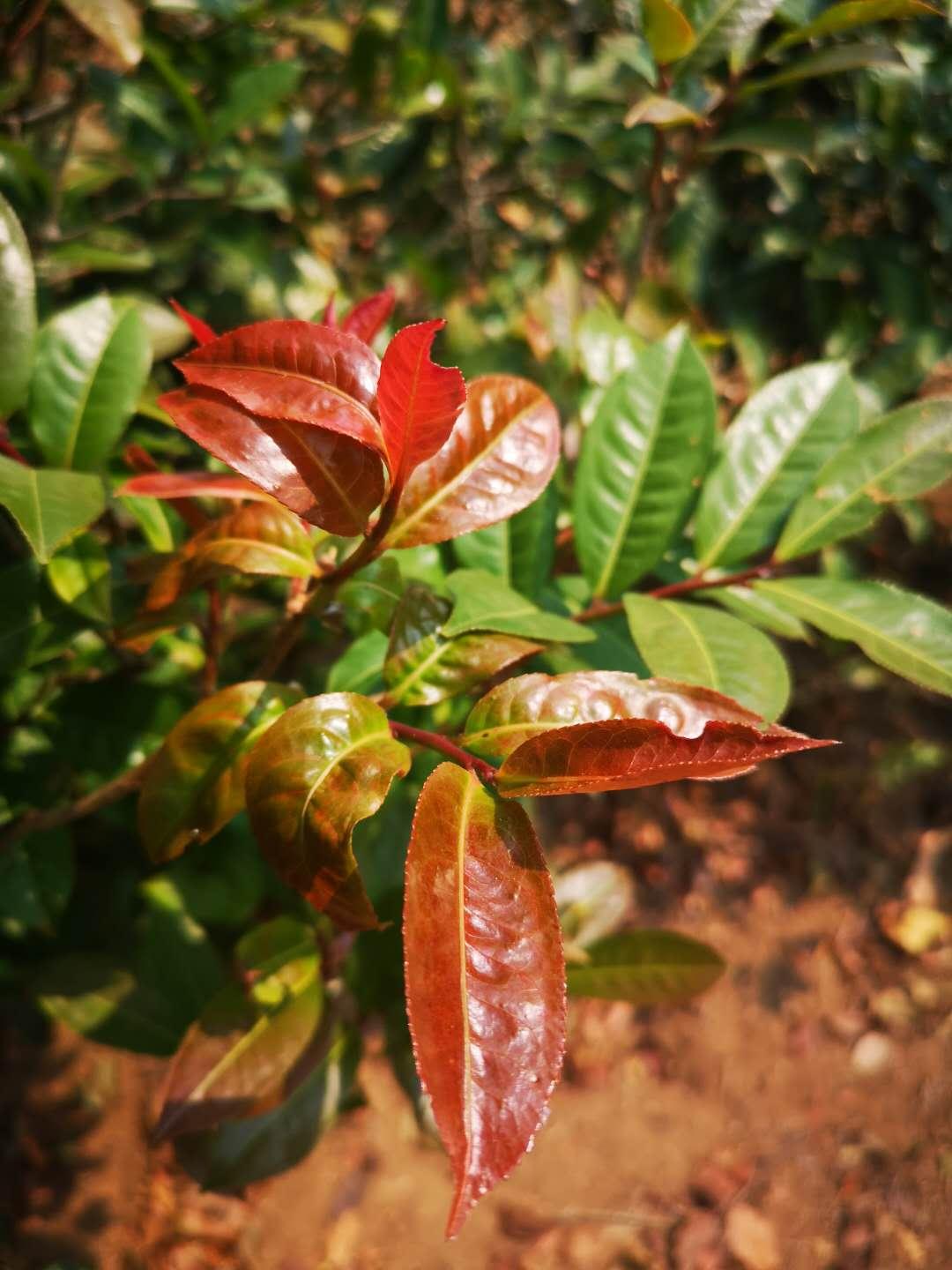 朋友卖给我纯古树紫芽苞300一斤贵吗,我一点不懂茶? 