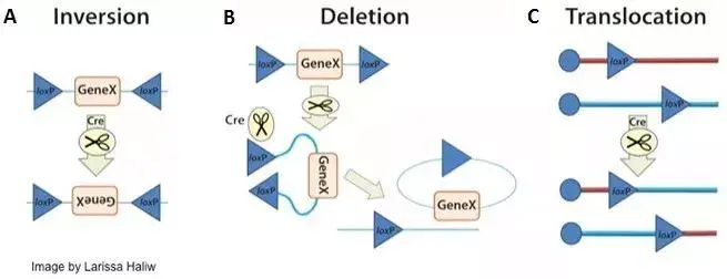 【干货】cre Loxp重组酶系统介绍 知乎