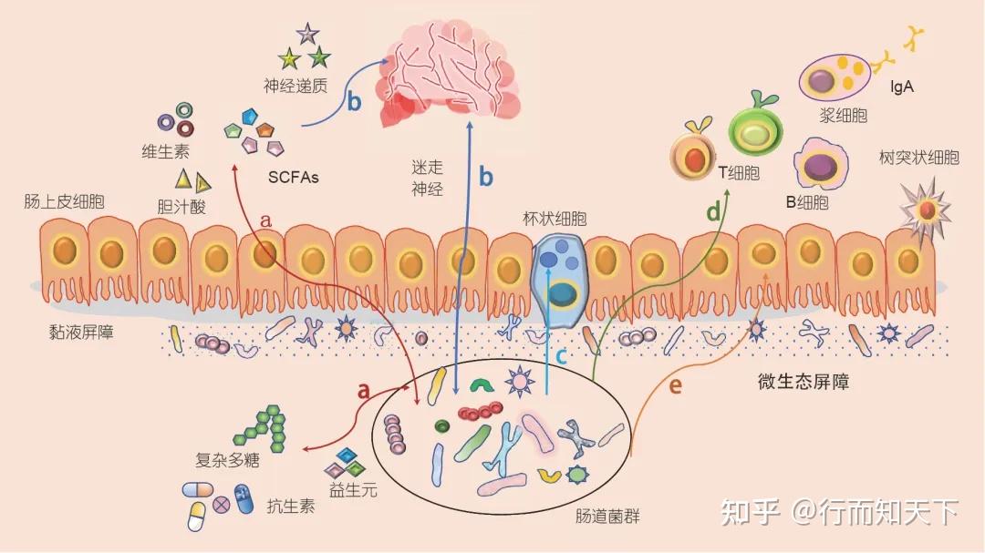 人体肠道菌群概述 知乎 
