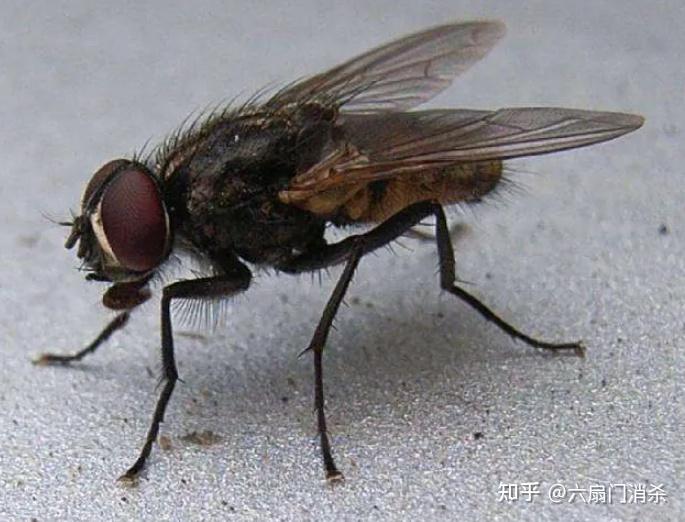 病媒生物“防制”和“防治”的区别 - 知乎