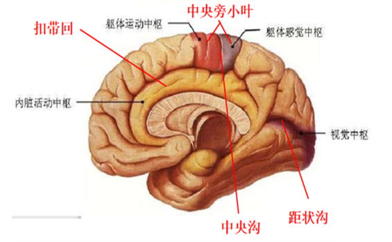 神内临床笔记6 大脑的解剖(1) - 知乎
