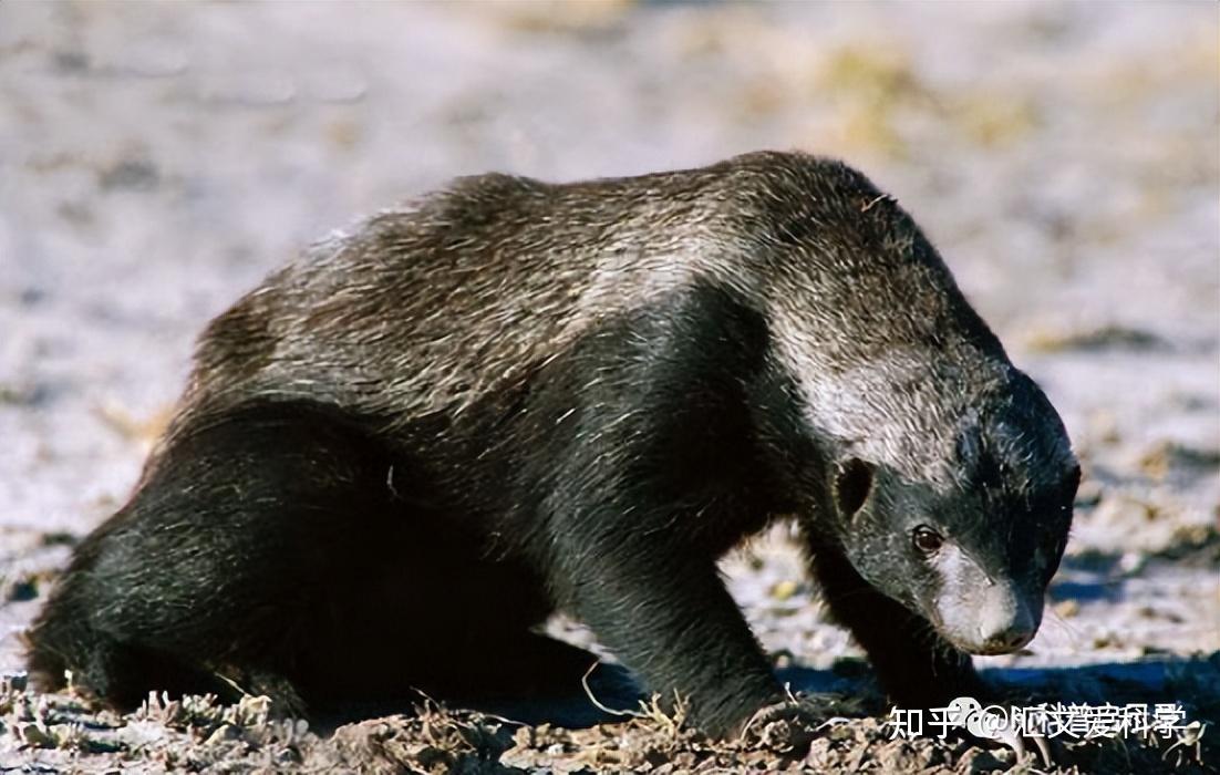 "平头哥"蜜獾对毒蛇免疫,在草原横行,难道就没有天敌吗?