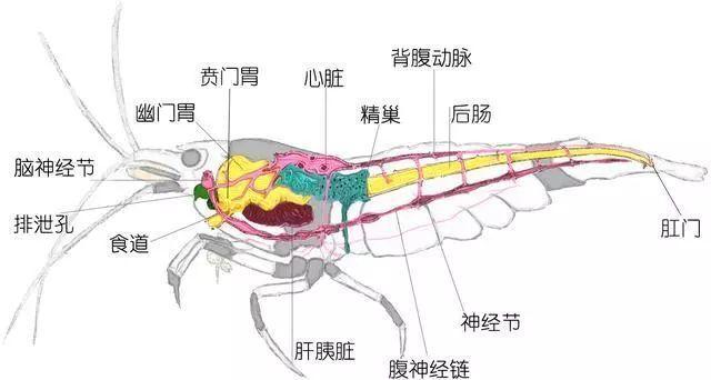 鱿鱼精巢图片