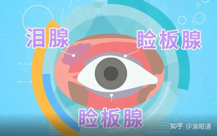 睑板腺消失不可逆？眼科医生提醒家长这点一定要重视 - 知乎