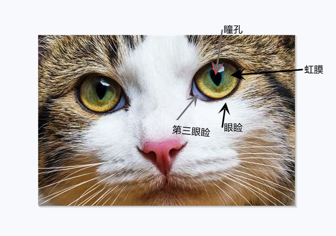 猫眼睛构造图片