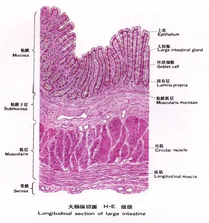 下面是肠壁的分层图,大家可以看一下:这种判断对吗?其实不太对
