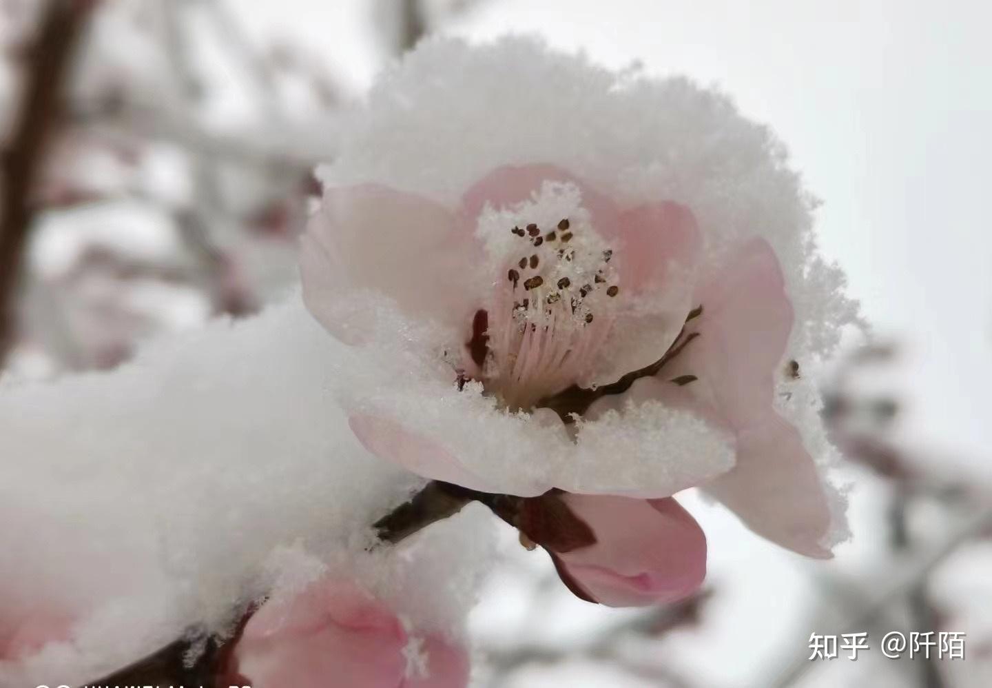 美的不像話三月桃花雪阡陌