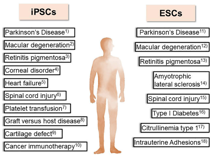 iPSC体外疾病模型研究平台，解锁药物筛选新速度 - 知乎
