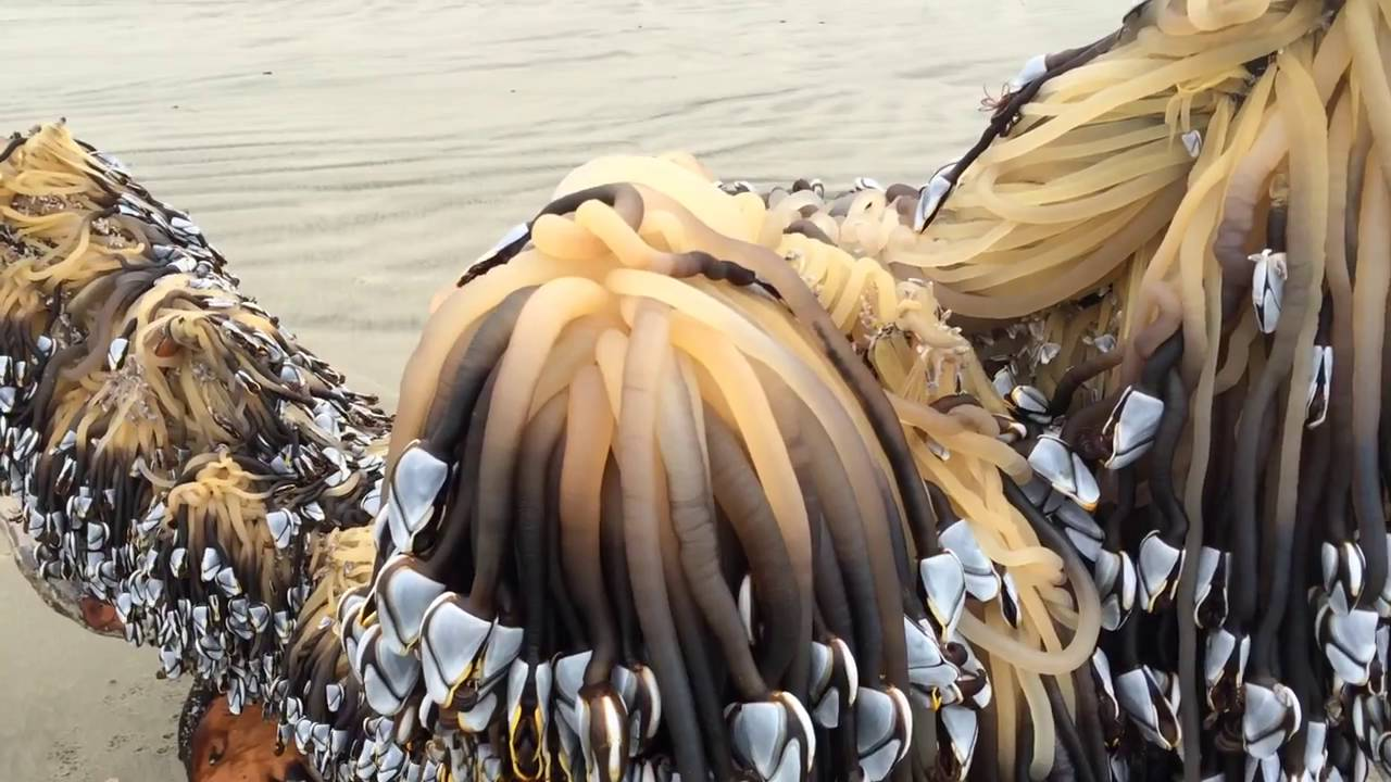 藤壶对船只的危害也很大,每年人们都要花费大量人力清理船底的藤壶,也