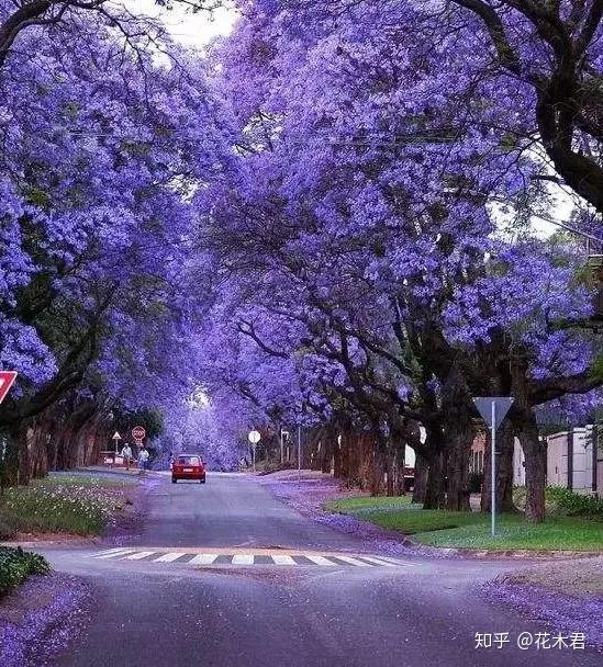 令人陶醉的蓝花楹简直可以美哭您