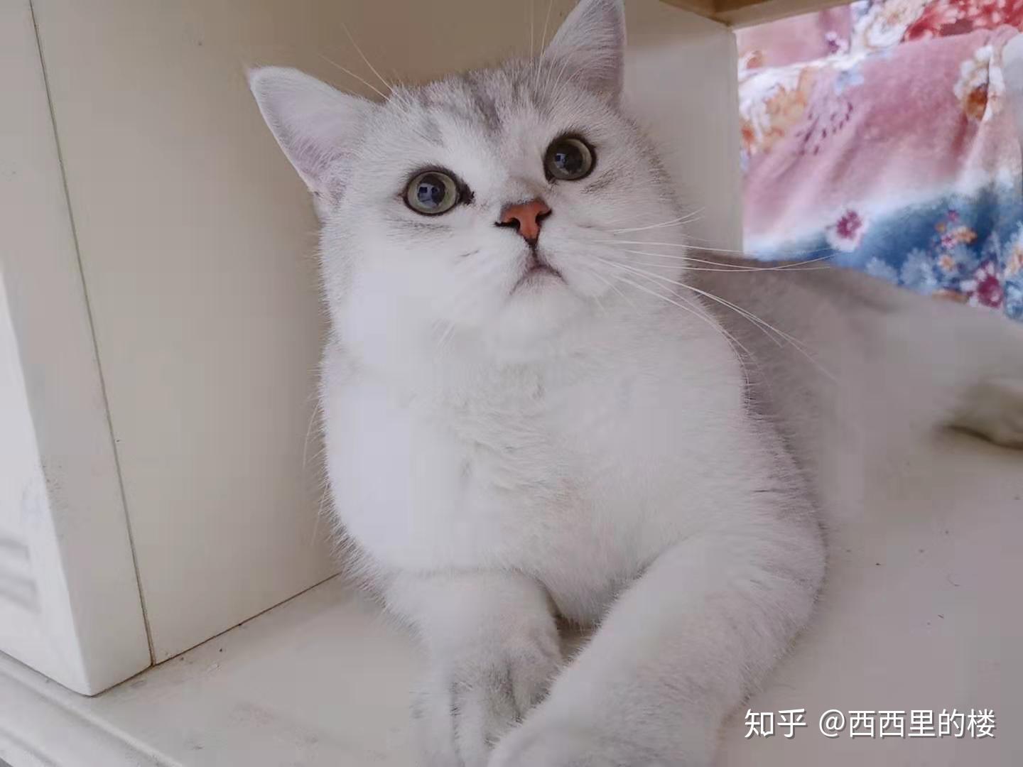 银渐层gg配蓝猫mm