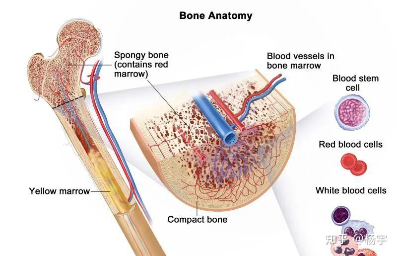 骨骼健康的营养