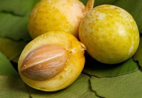 深度解读药食同源的银杏果