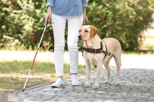 导盲犬不如盲杖?你真的懂导盲犬存在的意义吗? - 知乎