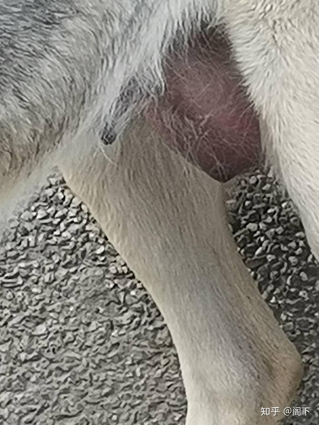 狗狗乳房肿胀,类似肿瘤吃什么药,不手术的话 - 知乎