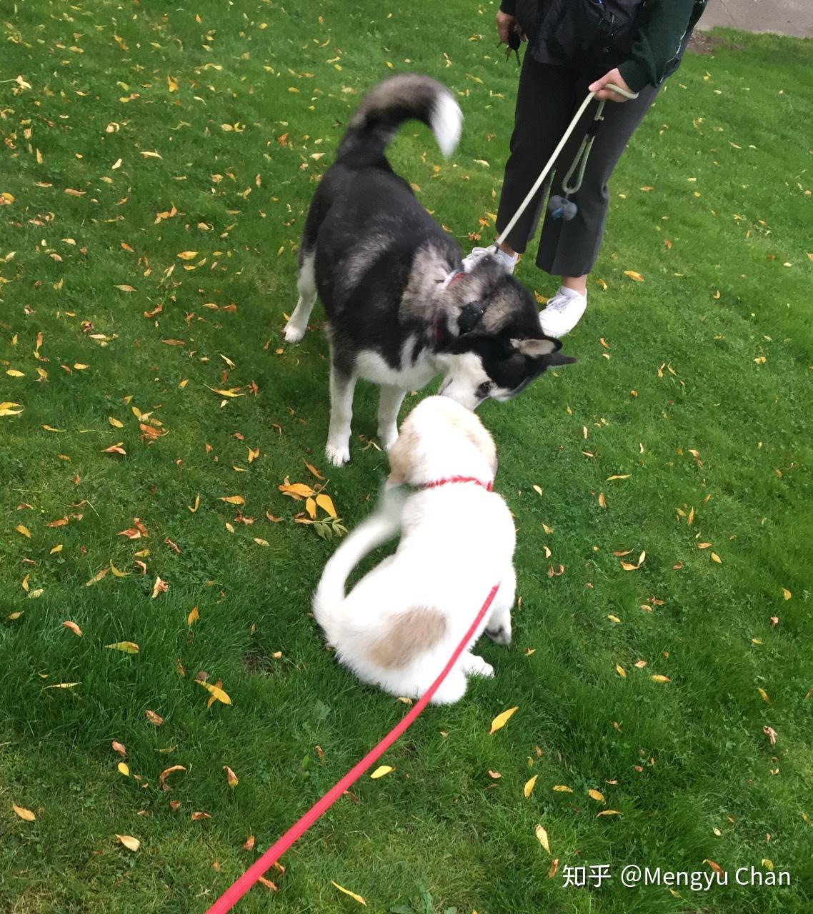 大白熊犬阿棉的日常