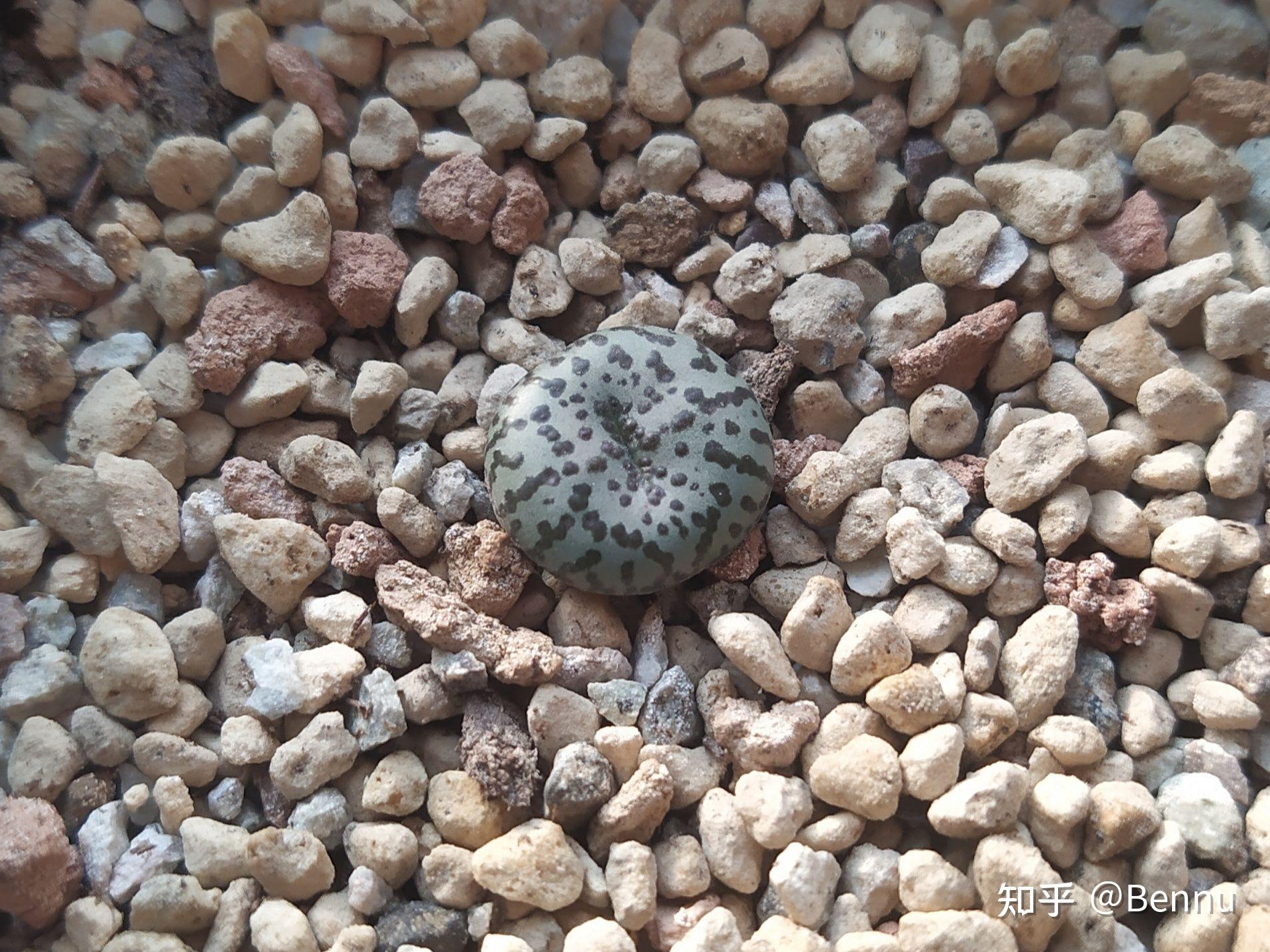 植物番杏科肉锥属安贞conophytumobcordellum