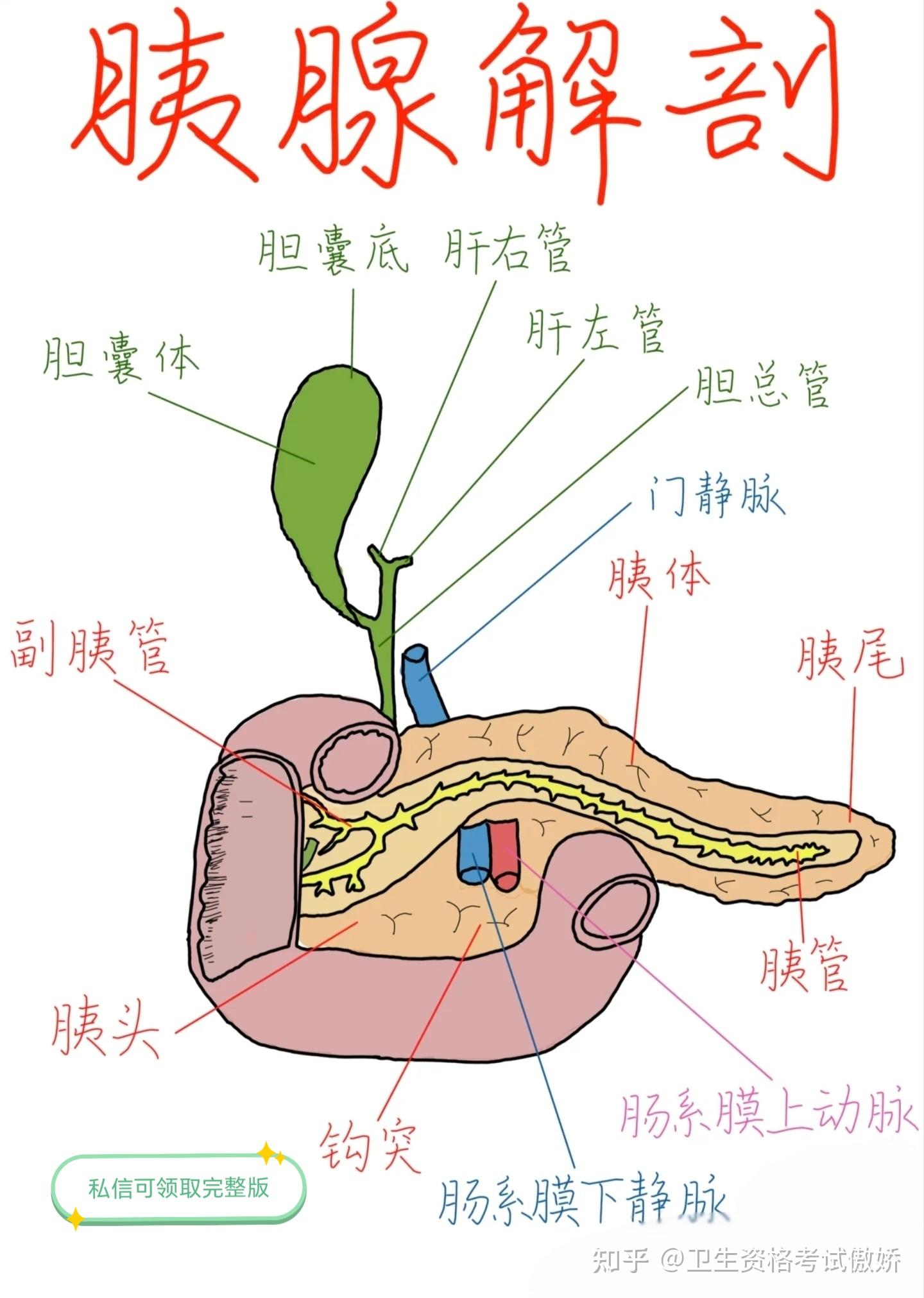 胰腺解剖 - 知乎