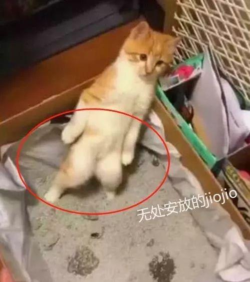 辟谣 猫咪乱尿都是猫砂的原因 知乎