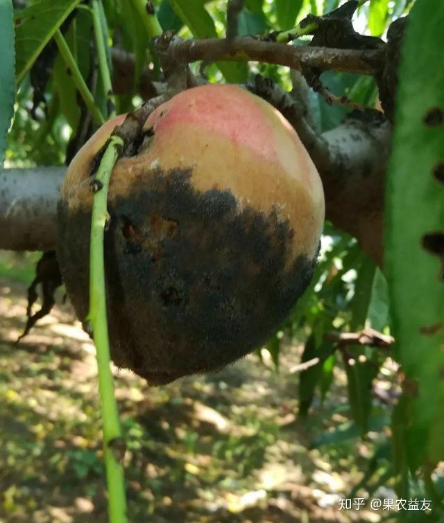 桃树褐腐病有何症状表现呈现何种规律又该采取何种方法防治