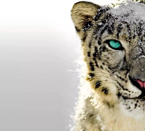 旁观者 全球雪豹保护进程中的中国角色 知乎