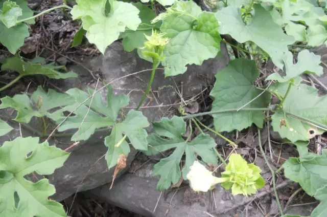 每天最少学一味中药-天花粉 - 知乎