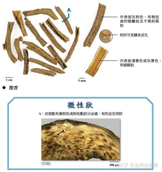 香精与香料(130)—五加皮 - 知乎