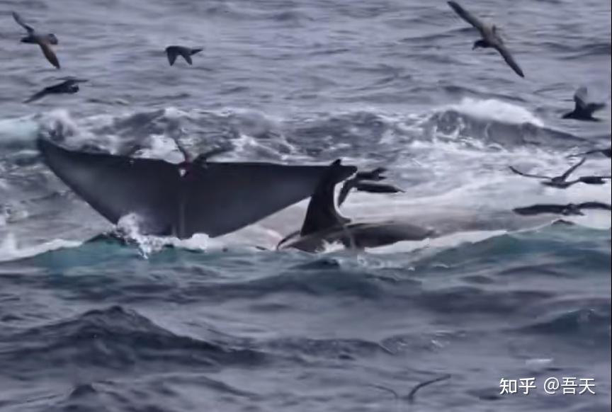 被75只虎鲸围猎,并惨遭分食,据说是因为这条蓝鲸误入了虎鲸的繁殖基地