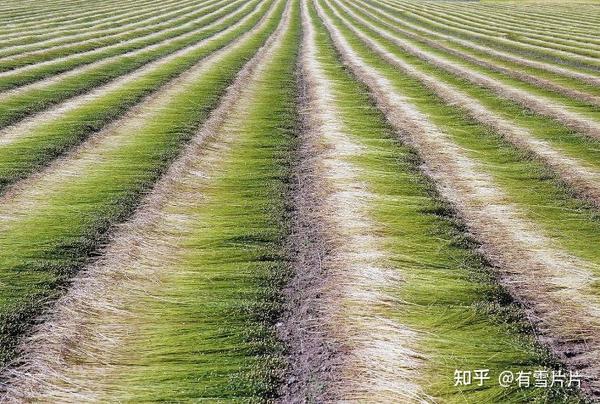 法国雨露麻和普通亚麻有什么区别? - 知乎