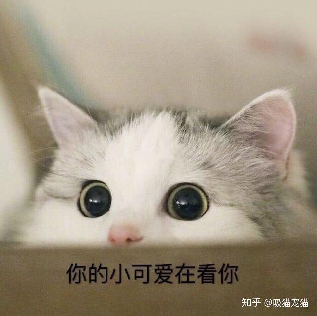 猫咪到处蹭来蹭去，是在撒娇吗？我们可能想多了！ - 知乎