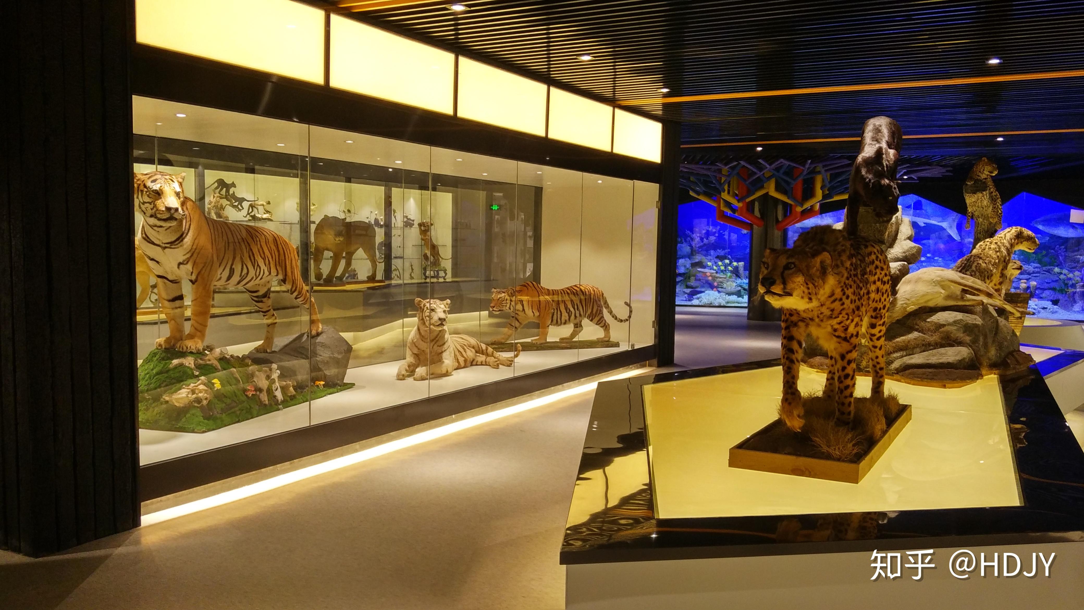 标本:福建恒达教育装备工程有限公司是中国自然科学博物馆协会团体