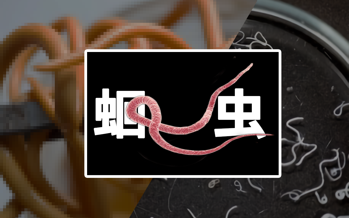 你的肚子里有多少蛔虫 寄生虫病有多可怕 知乎