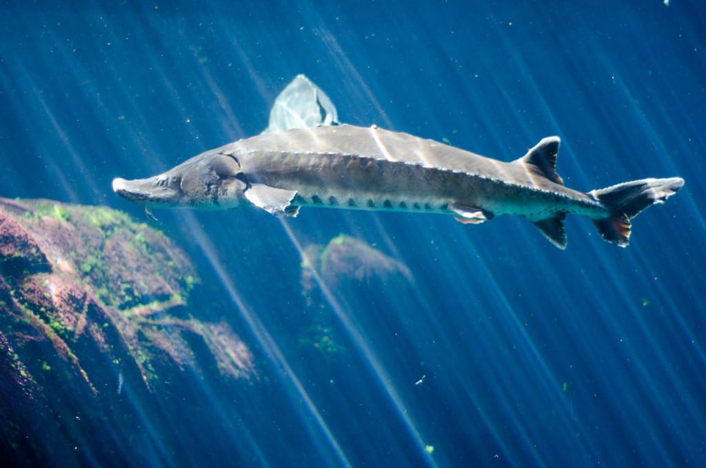 你知道最适合吃鲟鱼的几种人有哪些吗快来看看有你吗