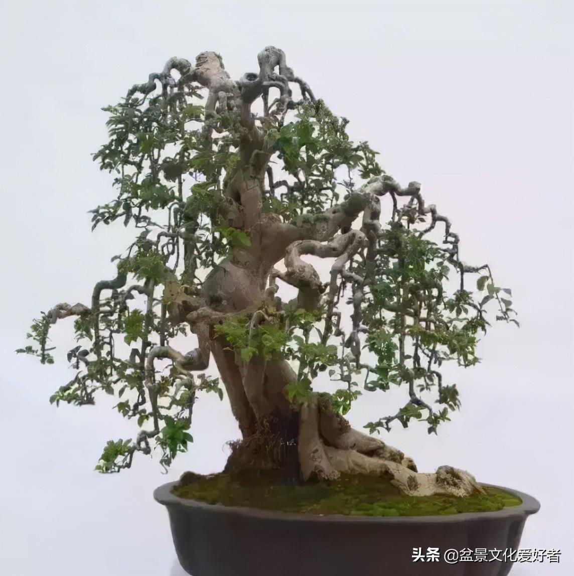 看看这二十一种盆景的造型款式 - 知乎