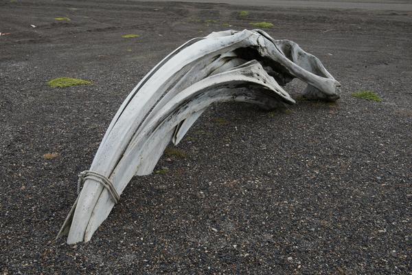 巴罗海边的鲸鱼头骨