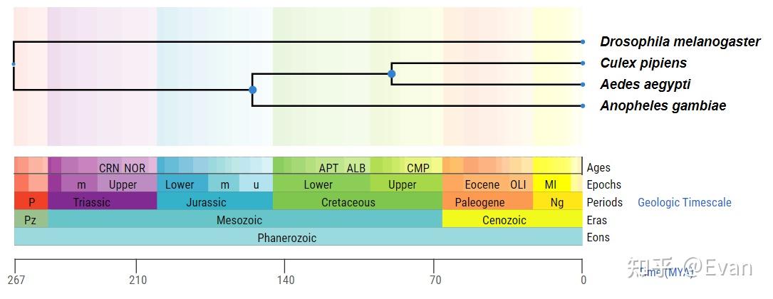 Timetree Evolution 物种分化时间查询工具 - TimeTree - 知乎
