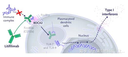 BDCA2：红斑狼疮及多疾病领域的潜力靶点 - 知乎
