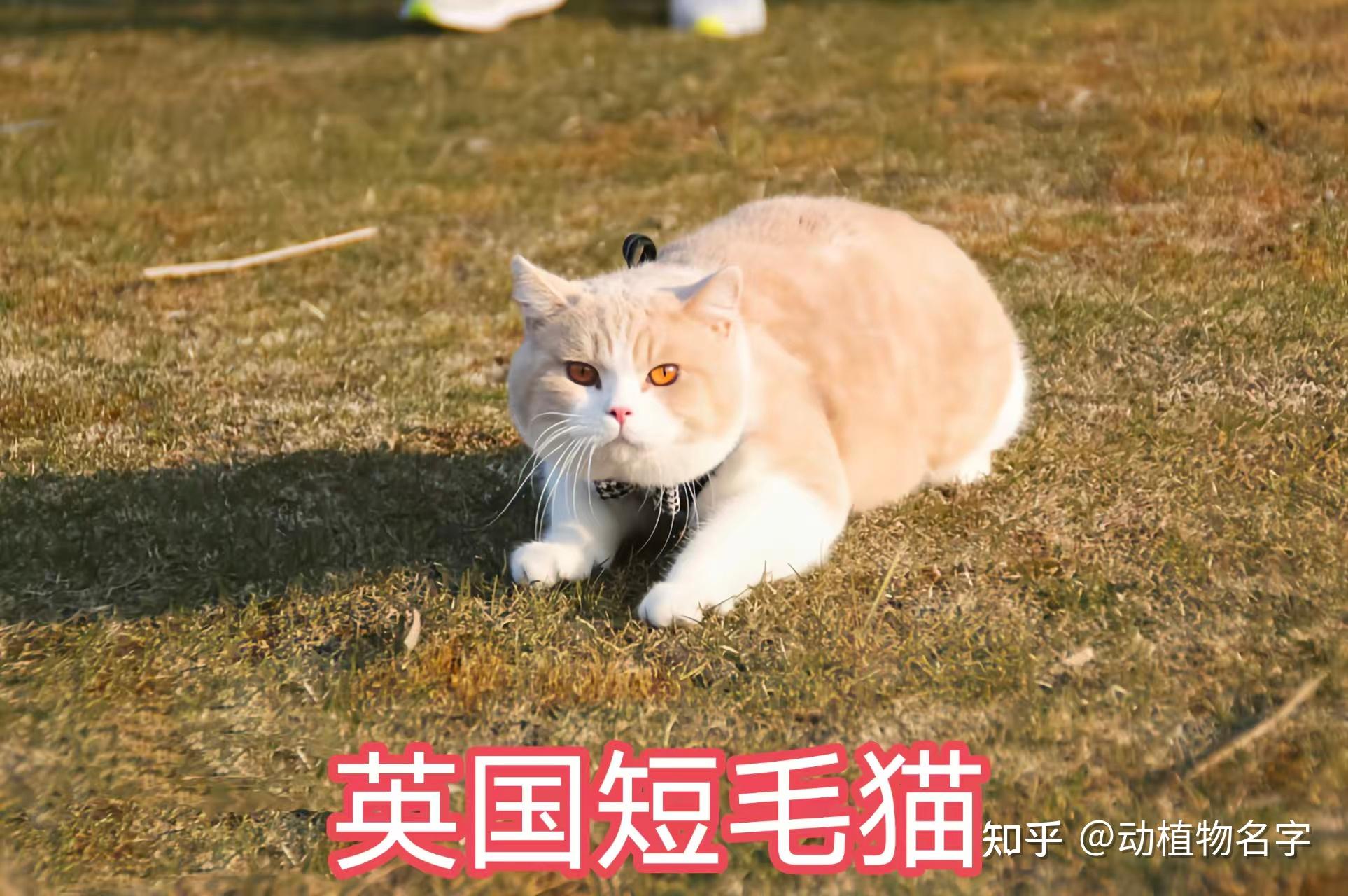 100图带你进入猫咪的世界,这是爱猫人士的福利 - 知乎