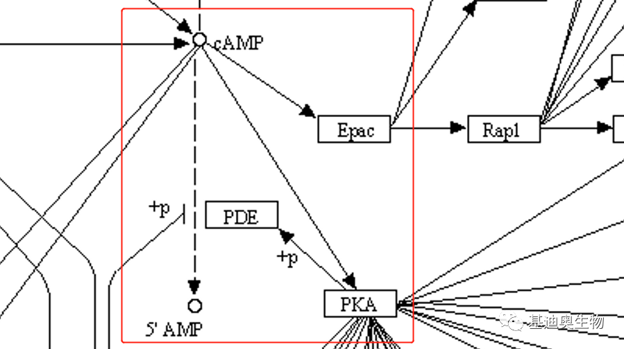 第一个发现的细胞内第二信号——cAMP信号通路（下） - 知乎