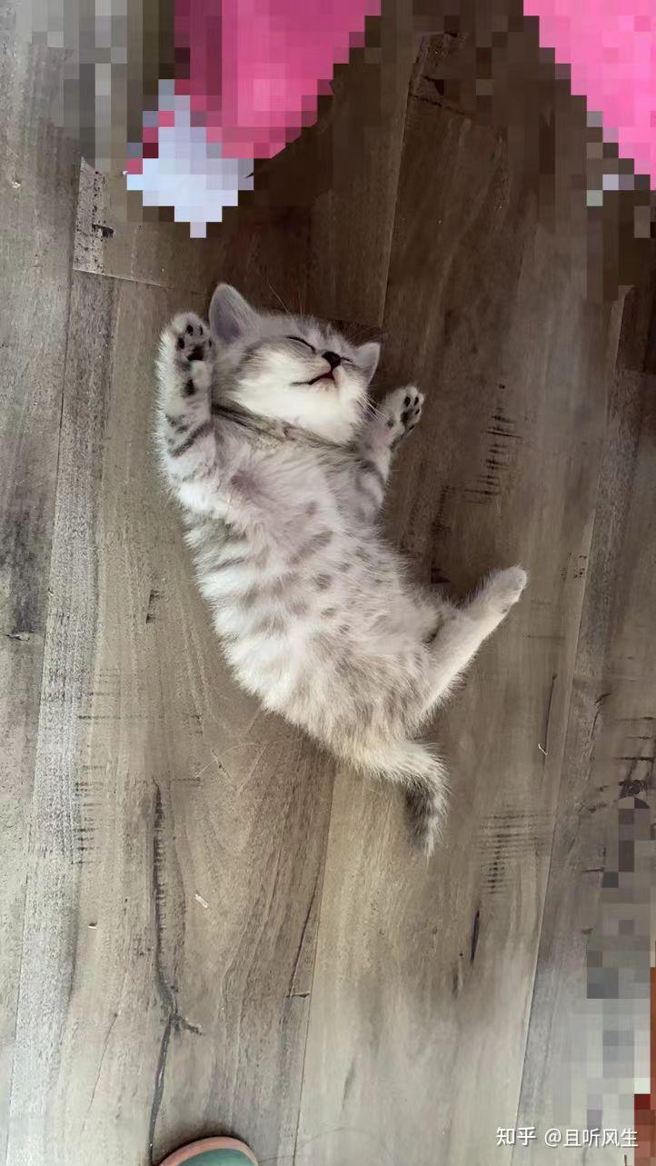 喜欢猫猫的看过来啦 - 知乎