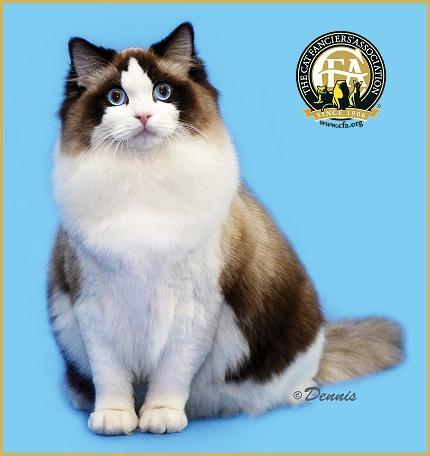 不看证书就能揪出一只假布偶猫