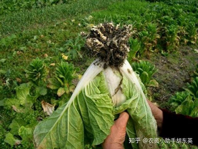 白菜根结线虫怎么处理大棚蔬菜根结线虫用什么杀菌剂线翘翘生物菌防治