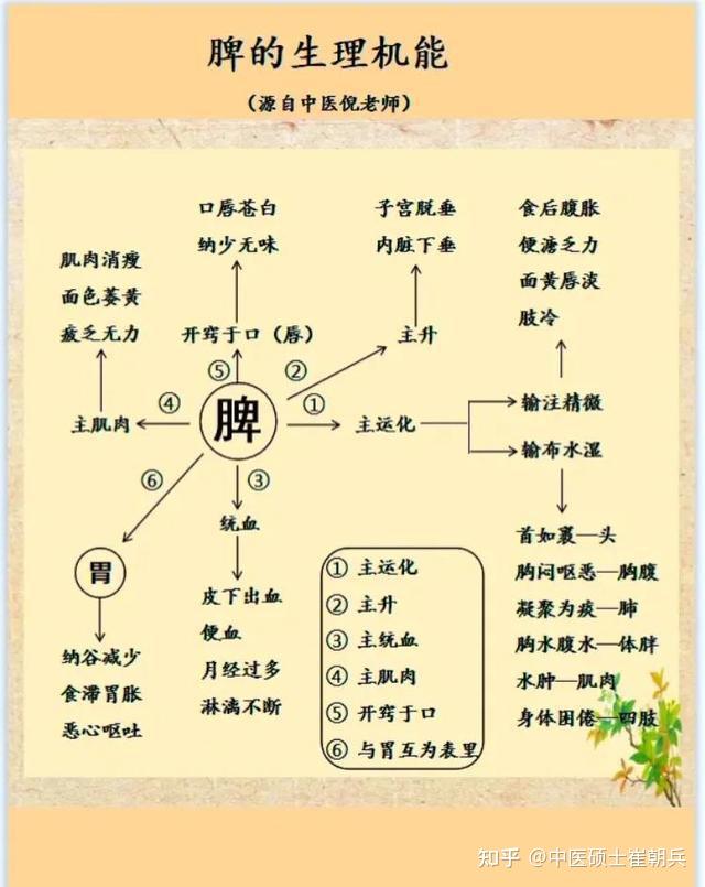 中医五脏你了解了吗? - 知乎